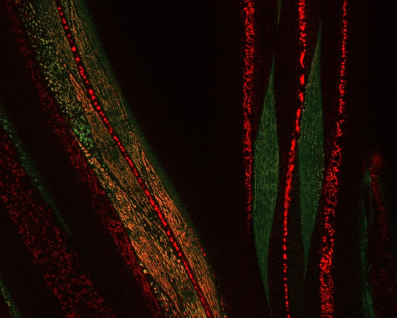 Fluorescence microscopy image illustrating mitochondrial stress responses