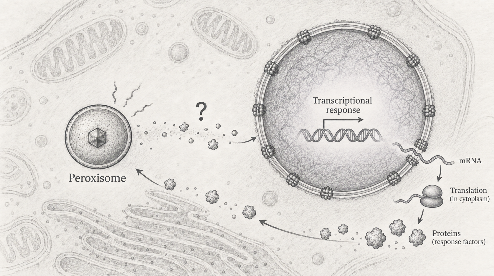 Diagram illustrating peroxisome stress responses and transcriptional response to the nucleus