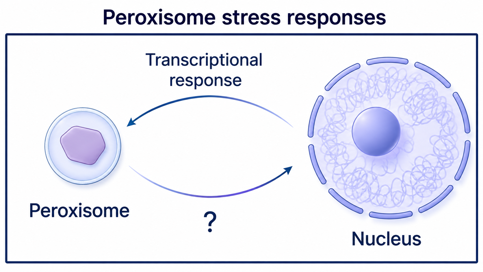 Diagram illustrating peroxisome stress responses and transcriptional response to the nucleus